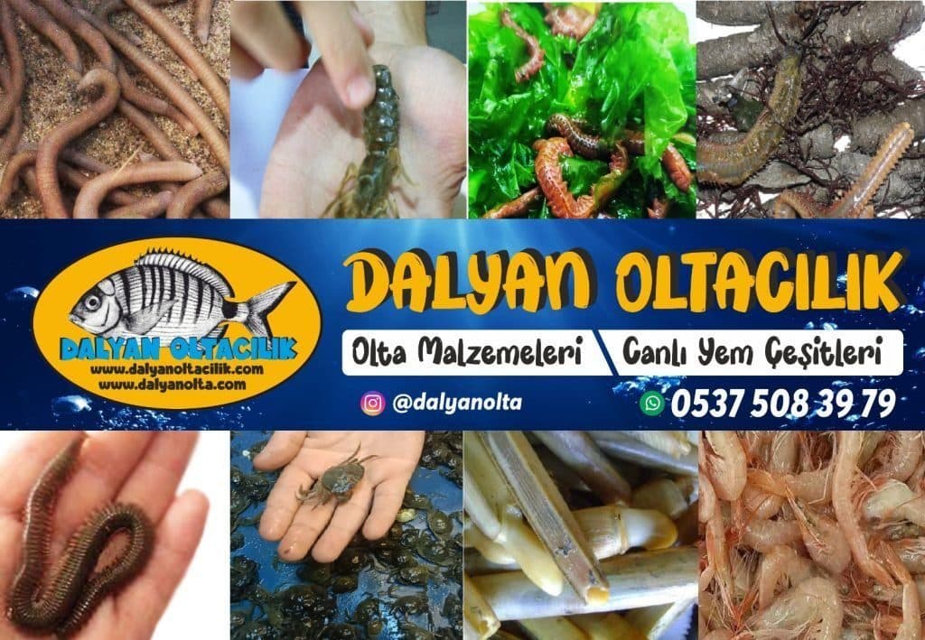 Hedef Balığa Uyum: Yem ve Dip Takımı Seçimi Nasıl Yapılmalı? Hedef Balığa Uyum: Yem ve Dip Takımı Seçimi Nasıl Yapılmalı?